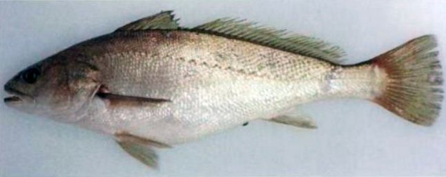 Argyrosomus regius_06